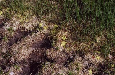 pinguicula vulgaris