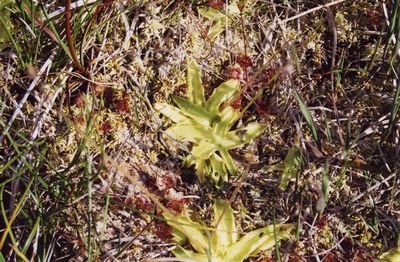 pinguicula vulgaris