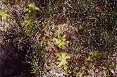 pinguicula vulgaris