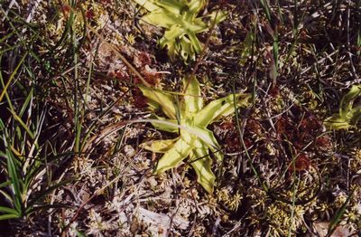 pinguicula vulgaris