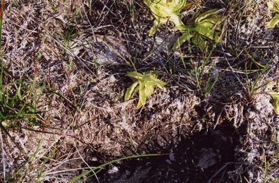 pinguicula vulgaris