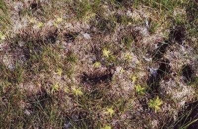 pinguicula vulgaris