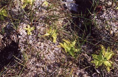 pinguicula vulgaris