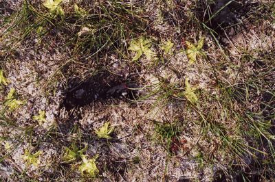 pinguicula vulgaris