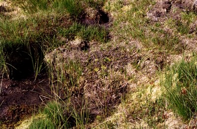 Pinguicula vulgaris