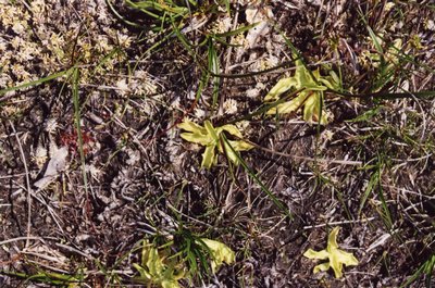 Drosera rotundifolia Pinguicula vulgaris