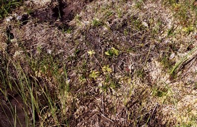 pinguicula vulgaris