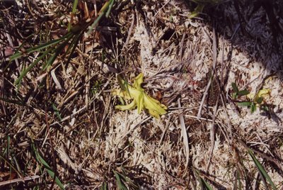 pinguicula vulgaris