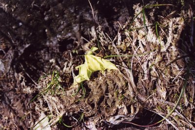 pinguicula vulgaris