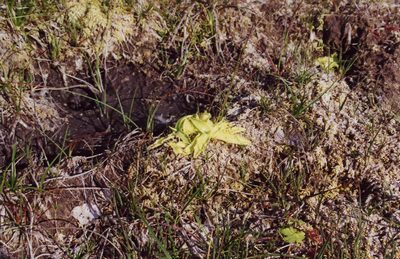 pinguicula vulgaris