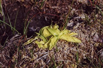 pinguicula vulgaris