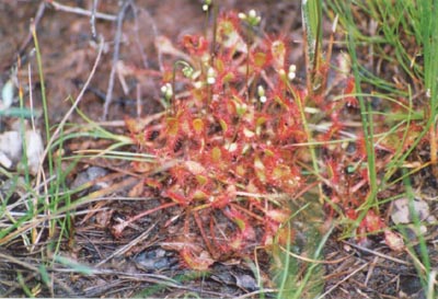drosera x obovata tourbière de lispach deux