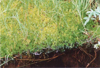 pinguicula vulgaris vosges