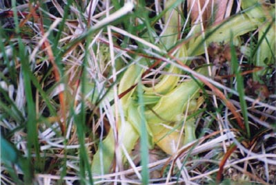 pinguicula vulgaris trois