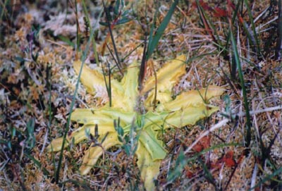 pinguicula vulgaris quatre