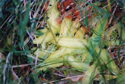 pinguicula vulgaris drosera rotundifolia