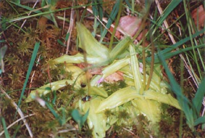 pinguicula vulgaris france
