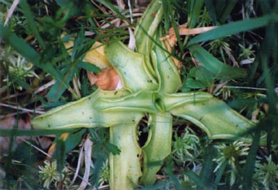 pinguicula vulgaris deux
