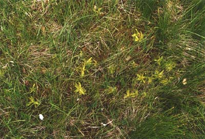 pinguicula vulgaris