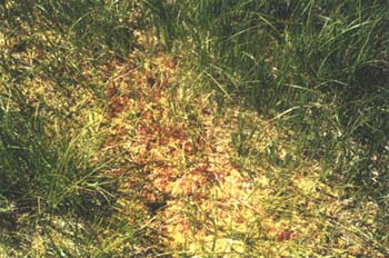  drosera rotundifolia tourbière de machais