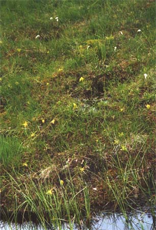 pinguicula vulgaris blanchemer
