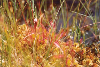 drosera obovata tourbière de lispach