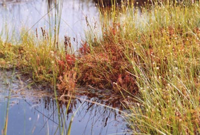 drosera longifolia tourbière de lispach