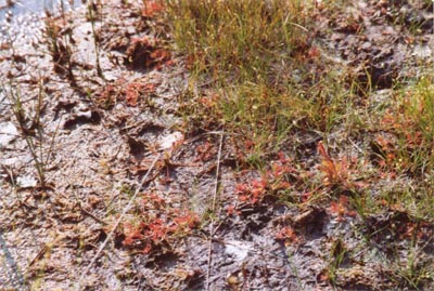 drosera x obovata tourbière de lispach