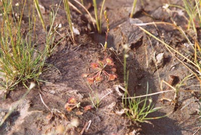 drosera rotundifolia tourbière de lispach
