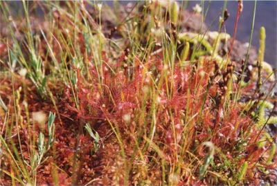 drosera anglica tourbière de lispach