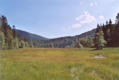 tourbière de machais vue d'ensemble