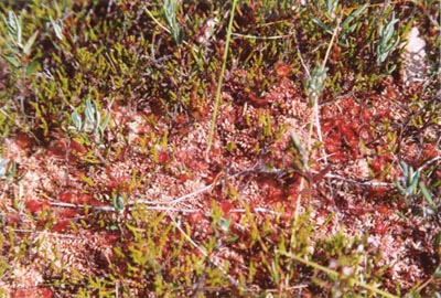  drosera rotundifolia tourbière de machais callunes
