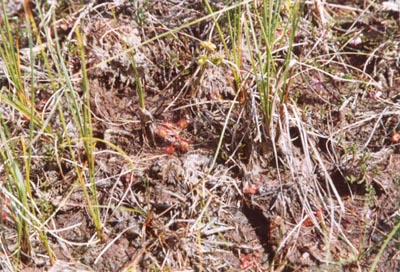 drosera rotundifolia tourbière de machais rossolis