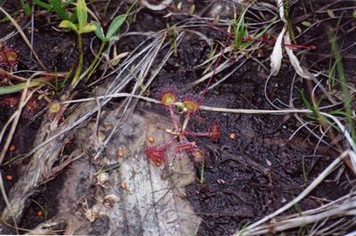 Drosera rotundifolia tourbière de Blanchemer sundew