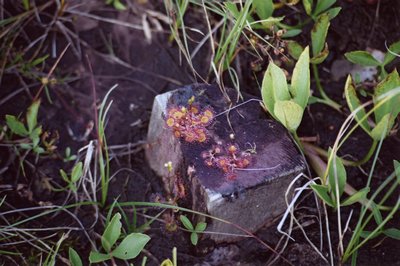 tourbière de Blanchemer Drosera rotundifolia deux