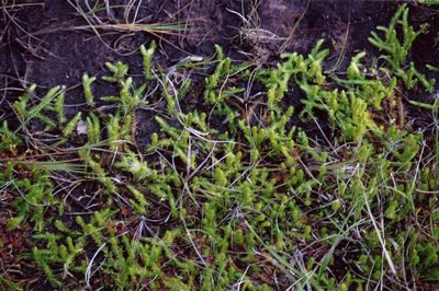 Drosera rotundifolia plantes carnivores tourbière de Blanchemer