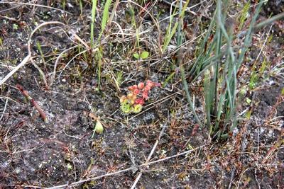 drosera glanduligera KI