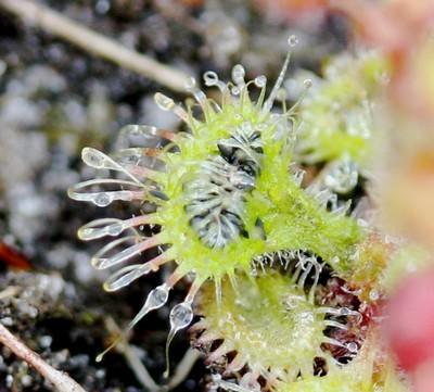 drosera glanduligera feuille