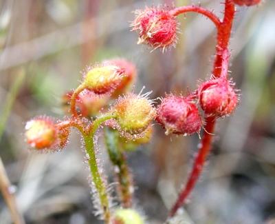 drosera glanduligera fleurs