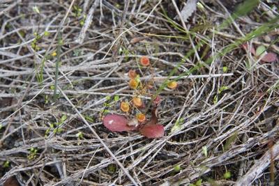 drosera menziesii KI