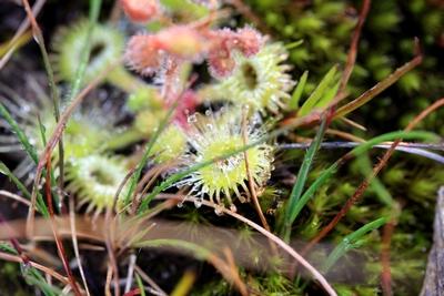 drosera glanduligera cils