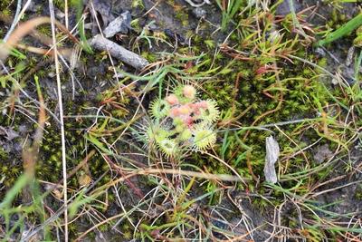 drosera glanduligera moffatt fleurs