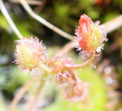 drosera glanduligera moffatt road deux