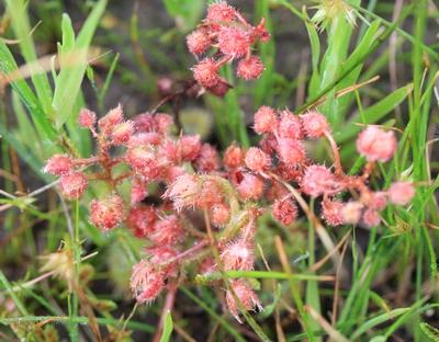 drosera glanduligera moffatt road