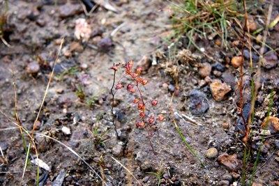 drosera menziesii moffatt road deux