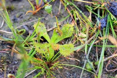 drosera schmutzii moffatt road