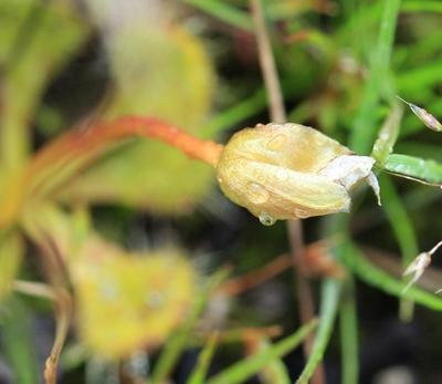 drosera schmutzii bouton floral