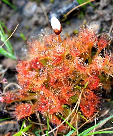 drosera schmutzii magnifique