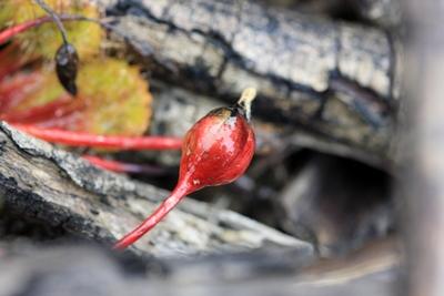 drosera schmutzii capsule