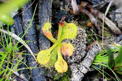 drosera schmutzii banksia